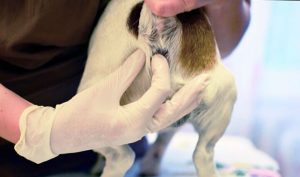 Как почистить параанальные железы собаке 