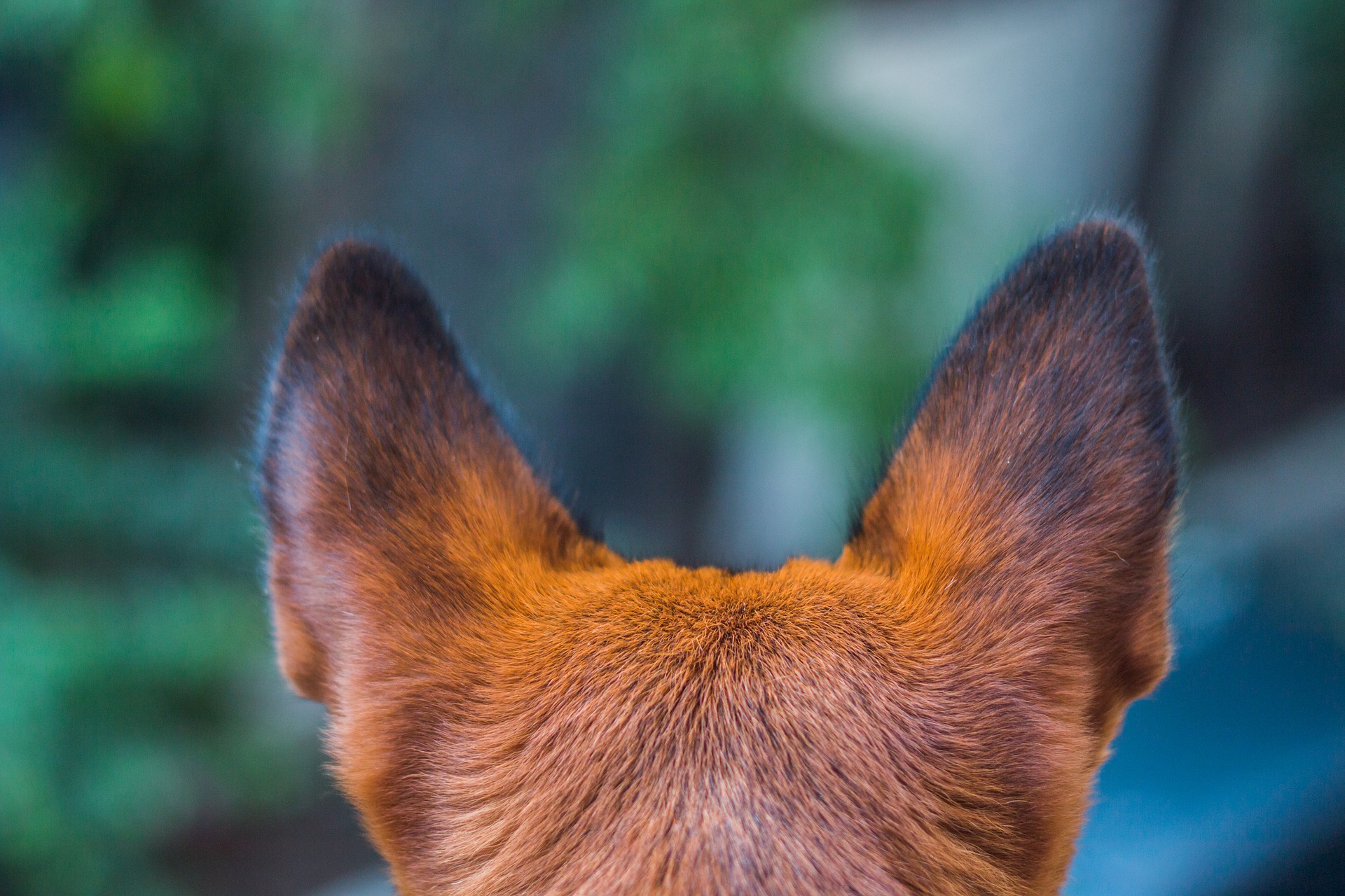 Причины запаха из ушей у собак